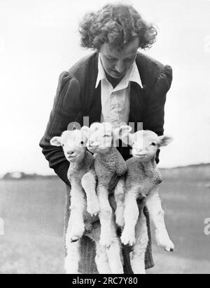 New Zealand:  February, 1947 Triplet lambs recently born to a Dorset Horn sheep in Wiri, which is near Auckland. Stock Photo