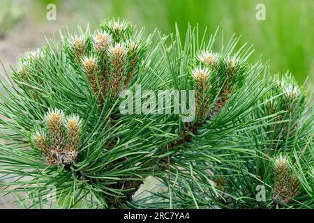 European Black Pine, Pinus nigra 'Helga' Stock Photo