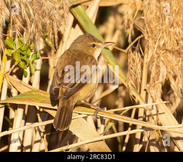 Australian Reed-Warbler (Acrocephalus australis)  are found in a wide range of natural and man-made wetlands, foraging in dense vegetation for insects Stock Photo