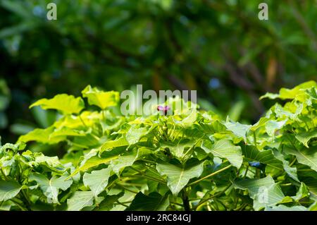 Kalpataru (Ficus religiosa), bodhi tree green leave and flowers, selected focus. Natural background and wallpaper Stock Photo