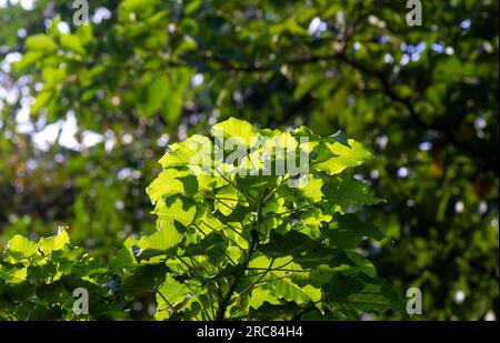 Kalpataru (Ficus religiosa), bodhi tree green leaves, selected focus. Natural background and wallpaper Stock Photo