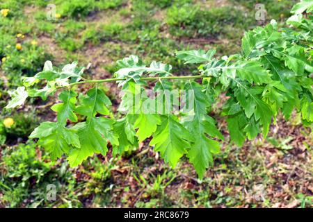 Detail of the leaves of a chestnut-leaved oak (Quercus castaneifolia) grown in a park. It is native to the Caucasus and Iran. Stock Photo