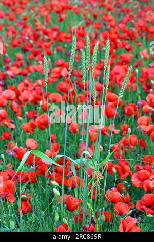 Wheat plants growing among poppies (Papaver rhoeas) in a meadow. Stock Photo