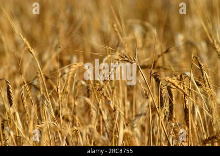 Detail of the ears of barley (Hordeum vulgare) in a crop. Stock Photo