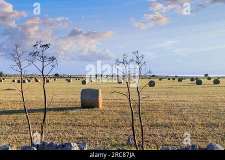 Rural landscape: straw bale in harvested corn fields in Apulia region, Italy. View of Alta Murgia National Park. Stock Photo