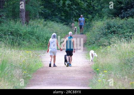 an older couple holding hands while out walking with their dogs Stock Photo