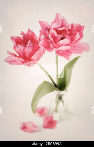 Two pink Double Tulips 'Queen of Hearts' in glass vase Stock Photo