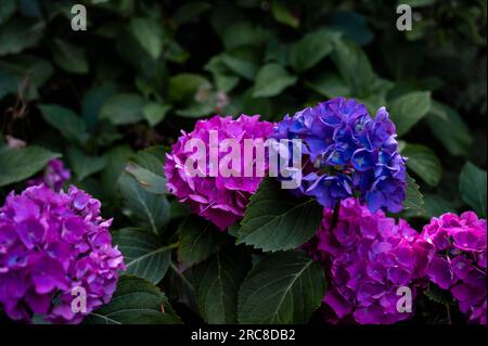Pink and Purple Hydrangeas, The Lake District, Cumbria, England, UK Stock Photo