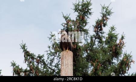 A red kite on a tree trunk Stock Photo