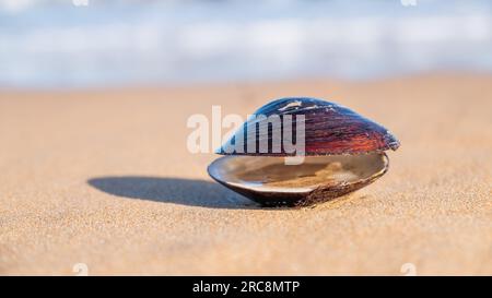 Open sea shell on a sandy beach Stock Photo