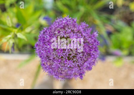 Purple Allium Ambassador plant in full flower. Stock Photo