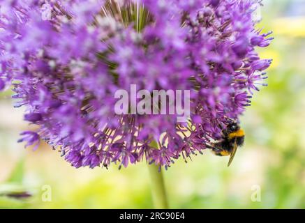 Purple Allium Ambassador plant in full flower with Bumble Bee. Stock Photo