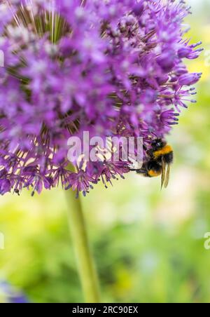 Purple Allium Ambassador plant in full flower with Bumble Bee. Stock Photo