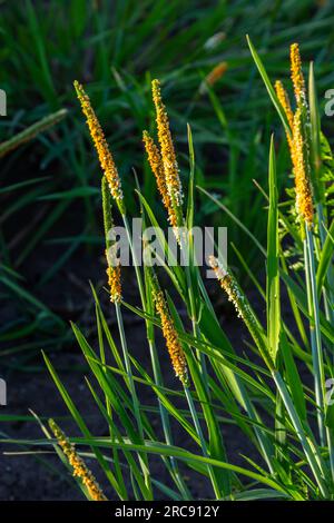Close up of a meadow of blooming orange Alopecurus aequalis, a common species of grass known as shortawn foxtail or orange foxtail. Stock Photo