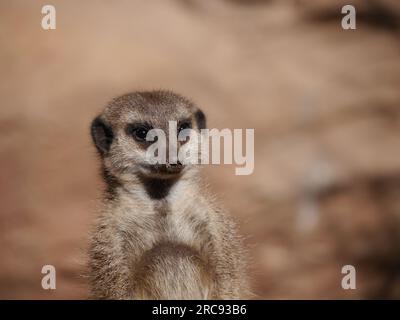 close-up of a cute meerkat looking around in front of a brown background Stock Photo