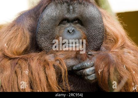 Portrait of a male Bornean Orangutan Stock Photo