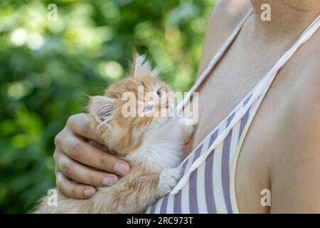 small pretty red-headed kitten on the woman chest. Care concept Stock Photo