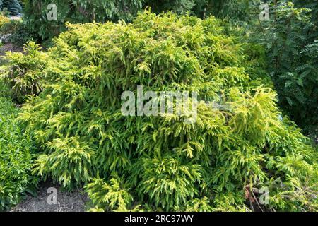 Japanese cedar Cryptomeria japonica 'Globosa Nana' Stock Photo