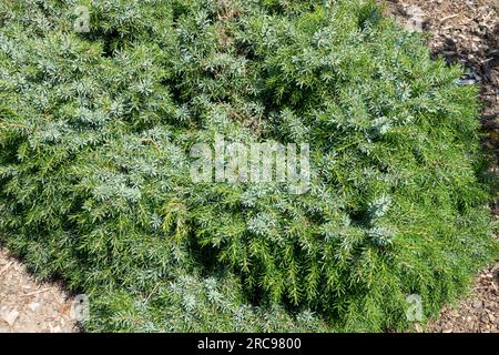 Serbian Spruce, Picea omorika 'Treblitzsch' low cultivar, surface spherical to pyramidal, very compact Stock Photo