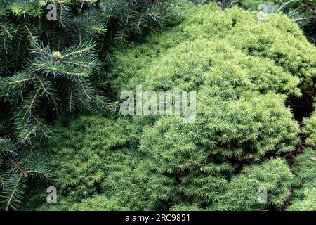 Picea glauca var. albertiana 'Liliput', Alberta Spruce, White Spruce, Slow growing, Pinaceae, Conifer Stock Photo