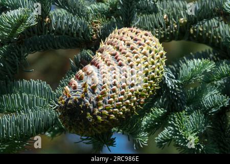 Female cone, Abies, Cone, Noble Fir, Gymnospermae Pinaceae, Plant Stock Photo