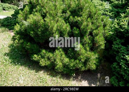 Low, Growth, Bosnian Pine, Pinus heldreichii 'Smidtii', Garden, Pine Stock Photo