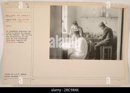 A photograph taken on August 27, 1916, featuring 2nd Lieutenant M.S. Lent, a member of the American military during World War I. The image shows the lieutenant in a laboratory, examining blood samples to detect the nature of a disease. The laboratory is also responsible for creating vaccines for inoculation. The photograph was taken at Veterinary Hospital #6 in Neufchateau, France. The image was passed by the A.E.F. censor on August 13, 1918. Notes from the photographer indicate it was assigned number 17878. Stock Photo