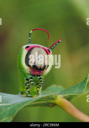 Beautiful caterpillar in a frightening pose, unique animal behaviour Stock Photo