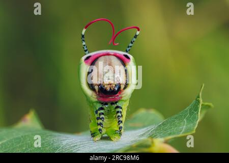 Beautiful caterpillar in a frightening pose, unique animal behaviour Stock Photo