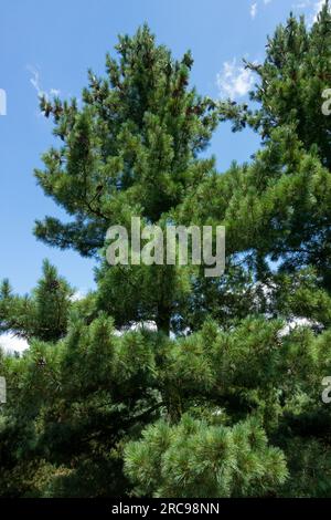 Balkan Pine tree, Pinus peuce tree Stock Photo