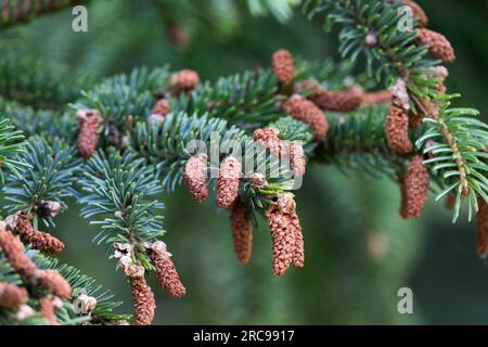 Sakhalin Spruce, Cones, Picea glehnii cones male Stock Photo