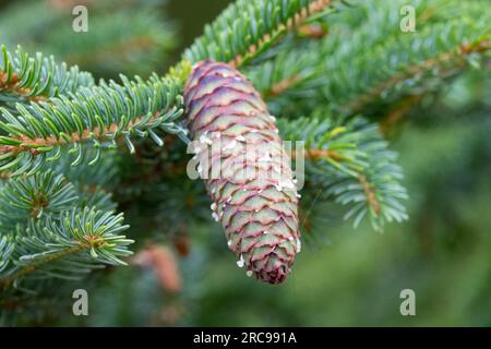 Pinaceae, Cone, Spruce, Picea glehnii Stock Photo