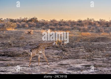 Giraffe at Mashatu Euphorbia Game Reserve in Botswana. Stock Photo