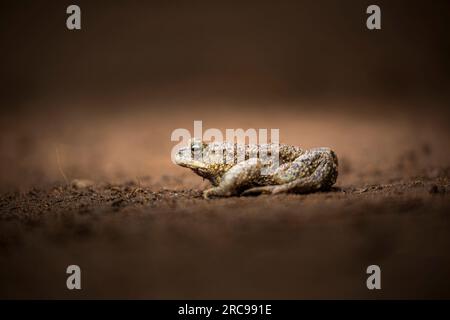 Close up side view of a toad frog stting on brown soil ground with back lighting Stock Photo