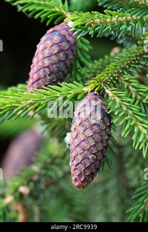 Picea purpurea, Cones, Purple-coned spruce Stock Photo