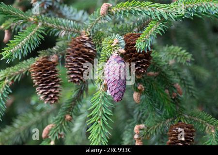 Female cones, Branch, Picea purpurea, Purple-coned spruce, Picea, Cones, Spruce young and old cones Stock Photo