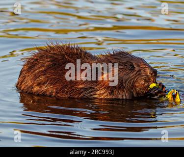Beaver close-up side view eating a branch in a lake and enjoying its environment and habitat surrounding with a blur water background. Stock Photo