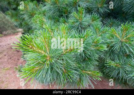 Radiata Eastern White Pine Pinus strobus 'Radiata' Stock Photo
