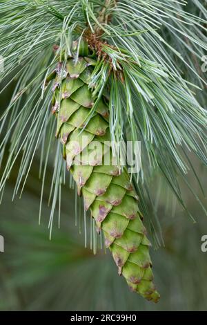 Mexican White Pine, Cone, Ayacahuite Pine Pinus ayacahuite Stock Photo