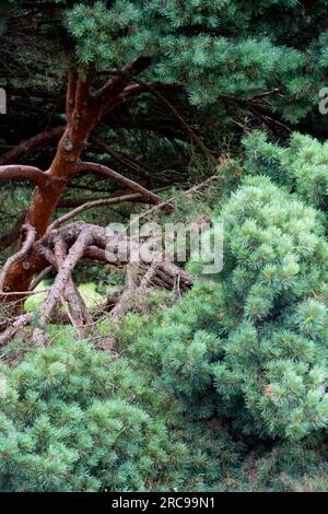 Pinus sylvestris 'Watereri', Tree, Pinus sylvestris, Scots Pine Stock Photo