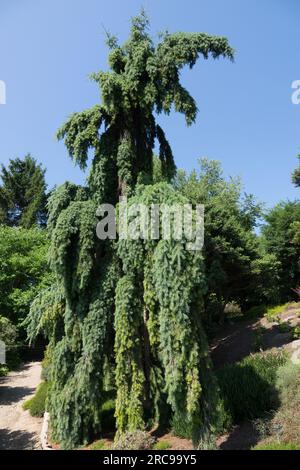 Pendulous Rocky Mountain Douglas-Fir Pseudotsuga menziesii 'Glauca Pendula' Weeping, Branches, Garden Stock Photo
