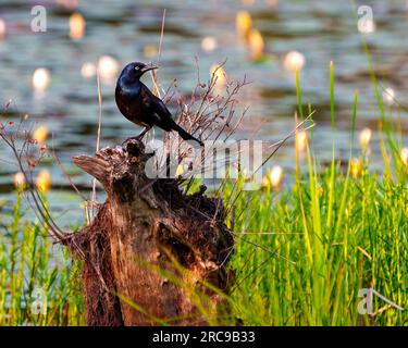 Common Grackle close-up side view standing on a tree stump with blur water background in its environment and habitat surrounding. Stock Photo