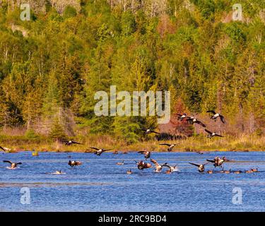Group of Canada Geese landing in water with evergreen  trees background in their environment and habitat surrounding.  Flock of birds. Goose Picture. Stock Photo