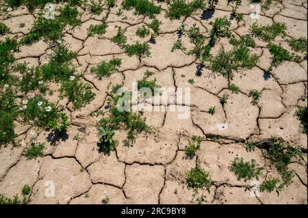 Dried up, cracked soil on the edge of a broad-bean field in July 2023 after a long period with very little rain. West Sussex, England. Stock Photo