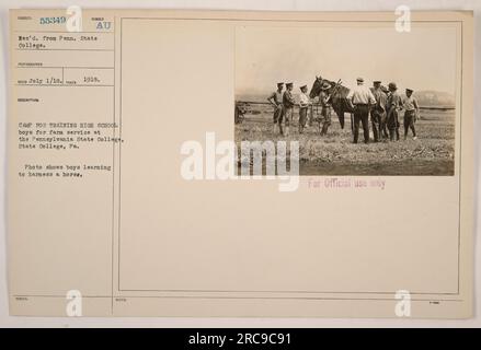 High school boys learning to harness a horse at a farm service training camp in Pennsylvania State College during World War One. The photo is from the Photographs of American Military Activities collection. Photo taken on July 1, 1918. Stock Photo