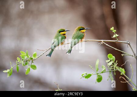 zwei Zwergspint (Merops pusillus) aus der Familie der Bienenfresser (Meropidae), Lake Manyara National Park, Mto wa Mbu, Tansania, Afrika |two little Stock Photo