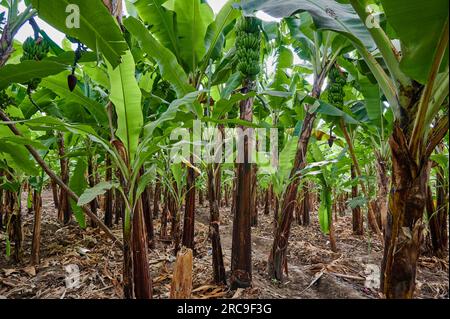 Bananenplantage waehrend einer Dorfwanderung in Mto wa Mbu, Tansania, Afrika |Banana plantation during a village walk in Mto wa Mbu, Tanzania, Africa| Stock Photo