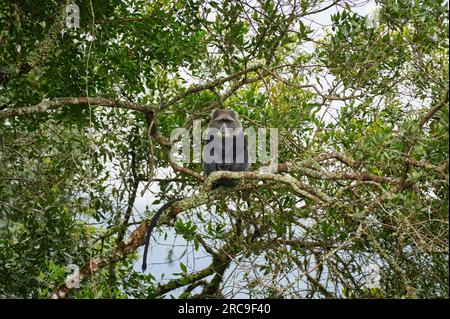 Diademmeerkatze (Cercopithecus mitis) sitzt auf einem Ast, Arusha Nationalpark, Tansania, Afrika |blue monkey or diademed monkey (Cercopithecus mitis) Stock Photo