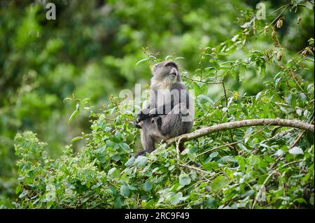 Diademmeerkatze (Cercopithecus mitis) sitzt auf einem Ast, Arusha Nationalpark, Tansania, Afrika |blue monkey or diademed monkey (Cercopithecus mitis) Stock Photo