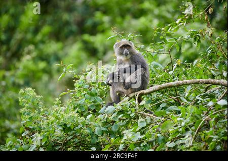 Diademmeerkatze (Cercopithecus mitis) sitzt auf einem Ast, Arusha Nationalpark, Tansania, Afrika |blue monkey or diademed monkey (Cercopithecus mitis) Stock Photo